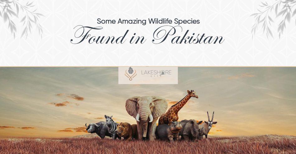 Some Amazing Wildlife Species Found in Pakistan